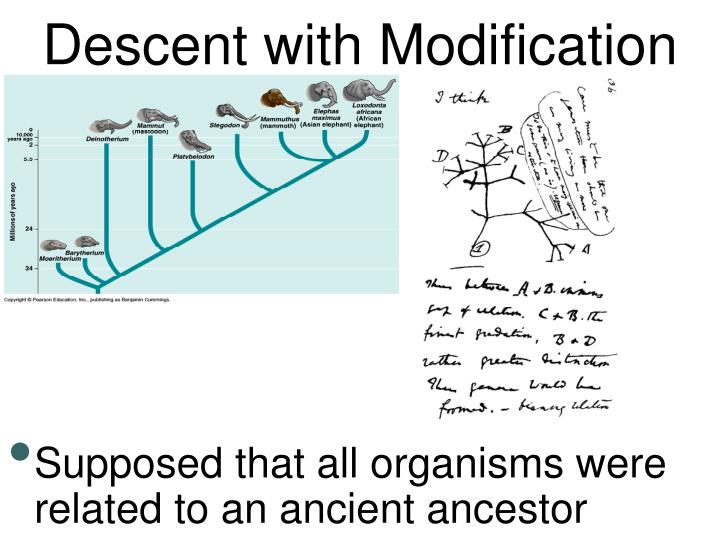 ppt-descent-with-modification-a-darwinian-view-of-life-powerpoint