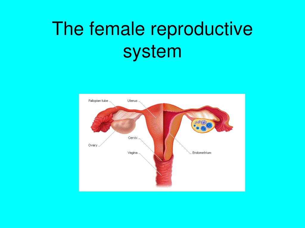 Ppt The Female Reproductive System Powerpoint Presentation Free