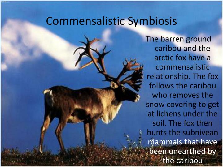 example of commensalism in the tundra biome