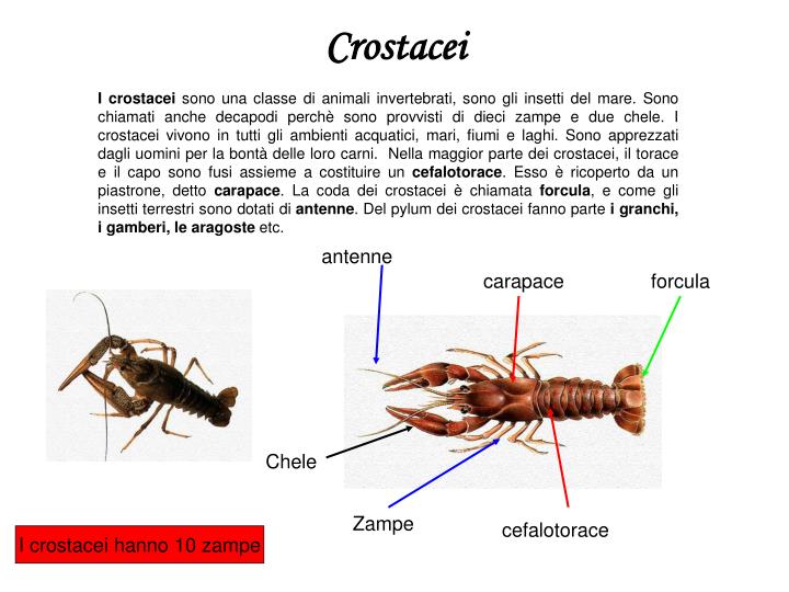 PPT LE SCIENZE PowerPoint Presentation ID1467704