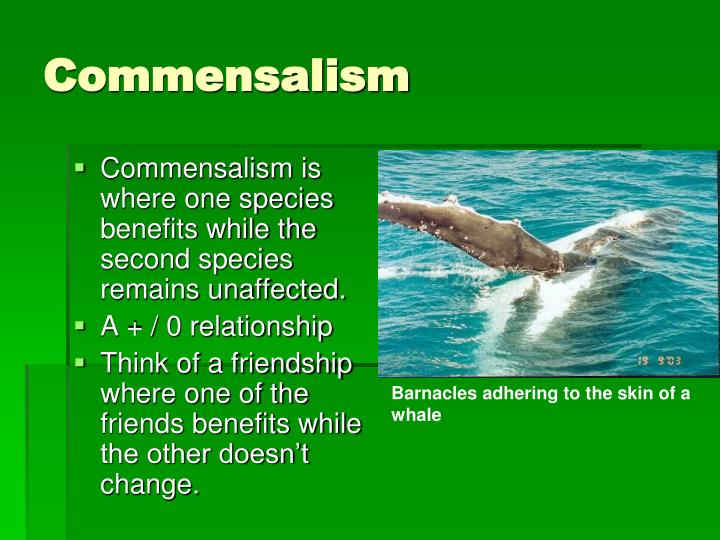 what is commensalism simple definition