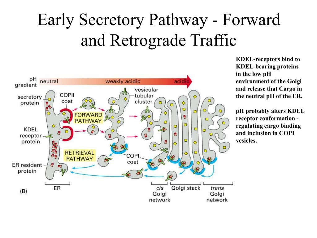 PPT Intracellular vesicular traffic I The Secretory Pathway