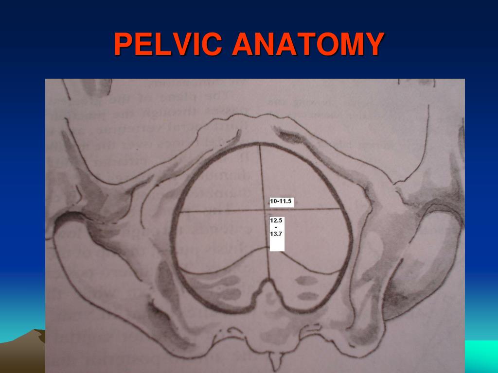 "Anatomy of human pelvic bone." Art Print by ... Biology Diagrams
