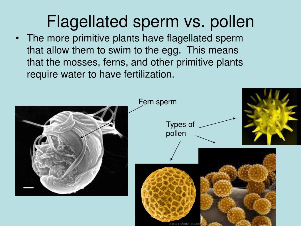 in plants Sperm