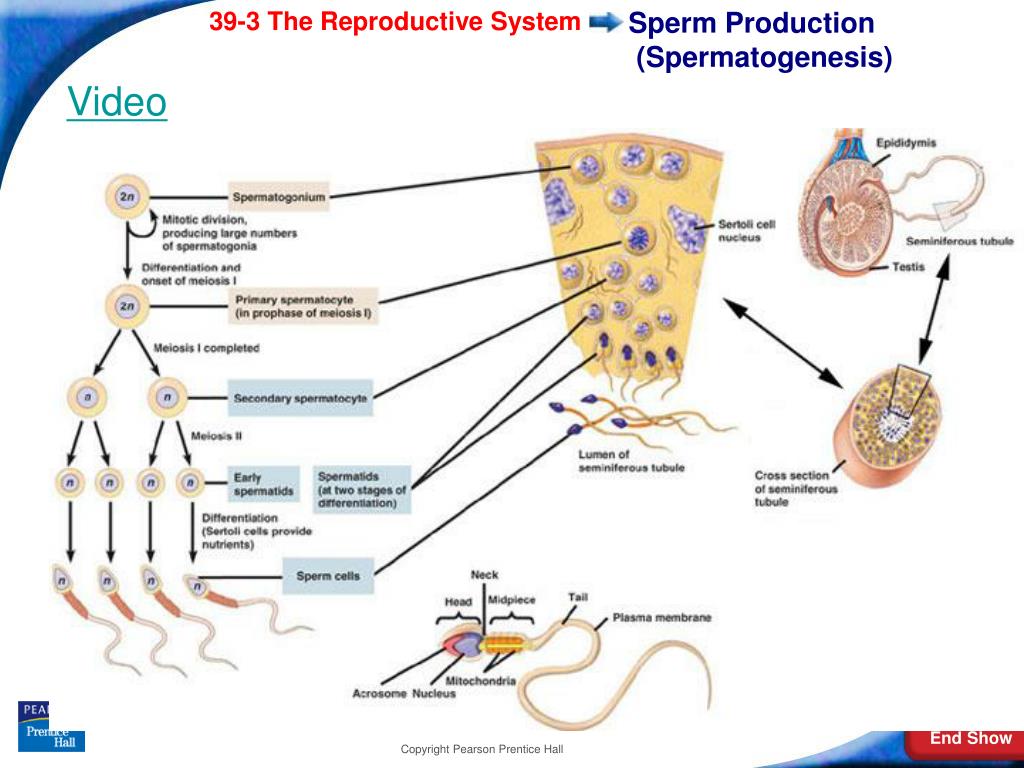preduction production semen Sperm vs