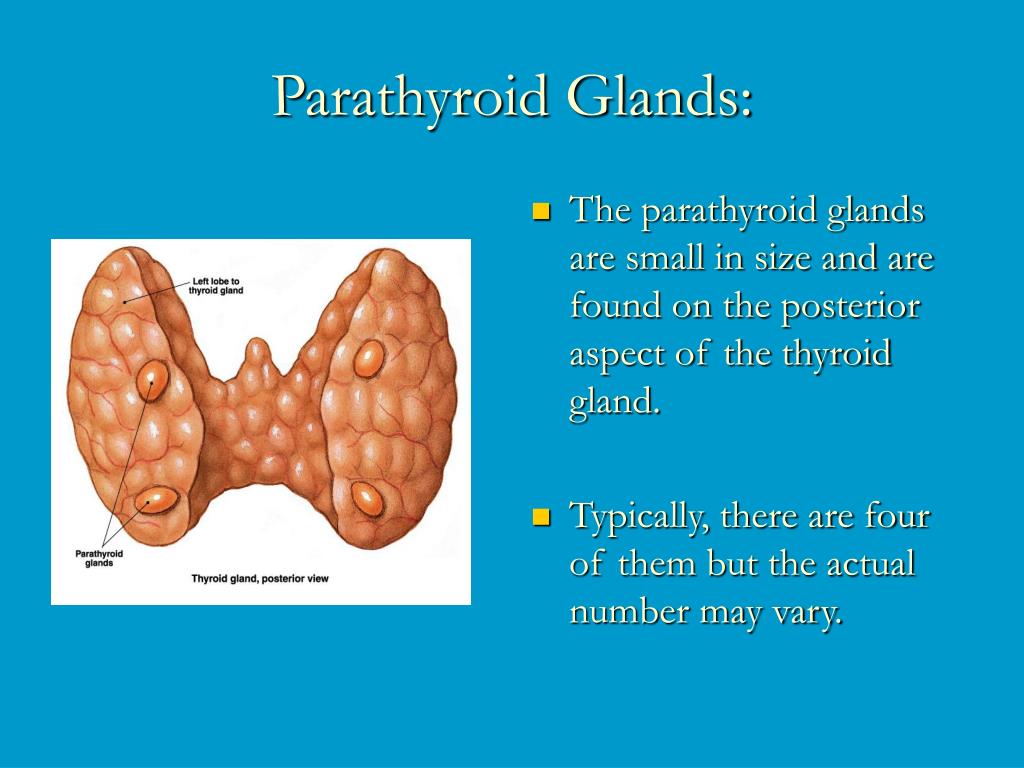 PPT - Parathyroid Glands: PowerPoint Presentation - ID:165119