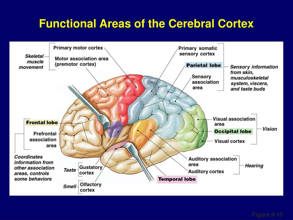 Neurophysiology PowerPoint Presentation Biology Diagrams