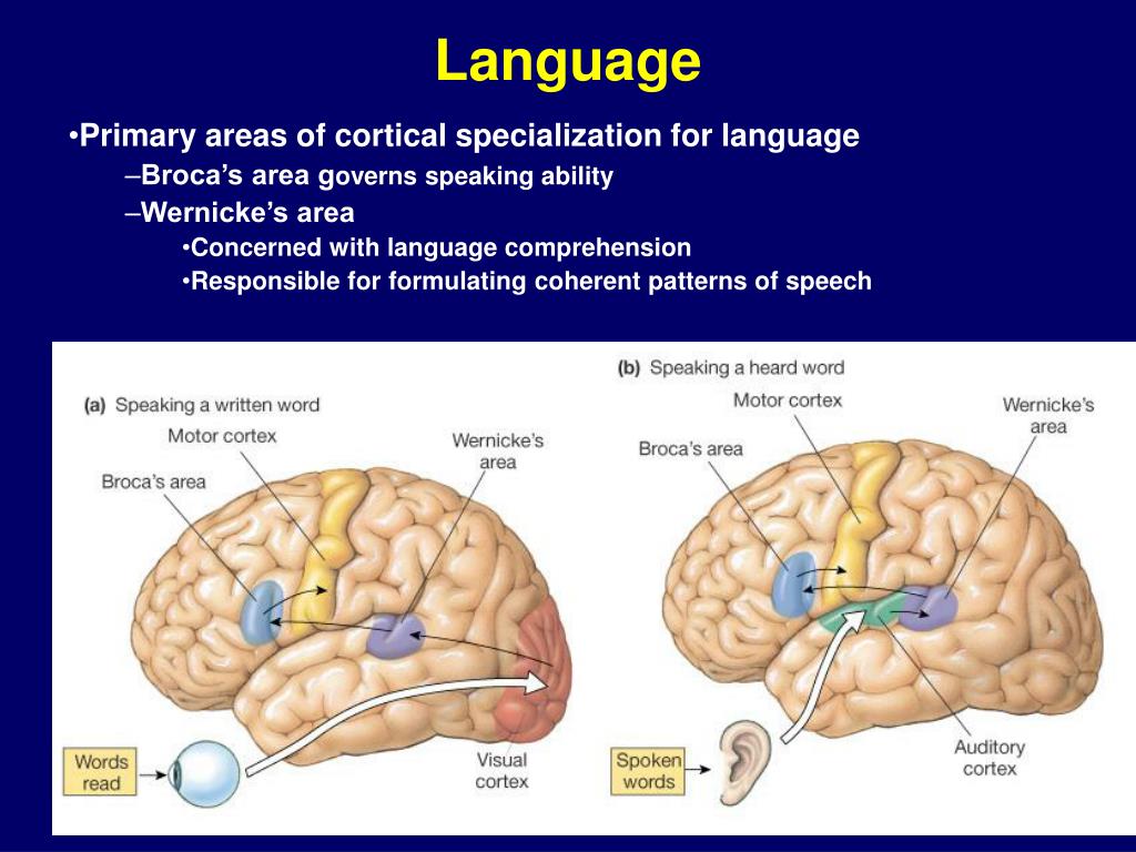 Neurophysiology PowerPoint Presentation Biology Diagrams