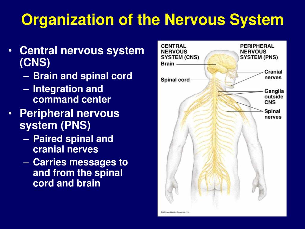 the somatic nervous system carries information to the the somatic nervous system carries information to the
