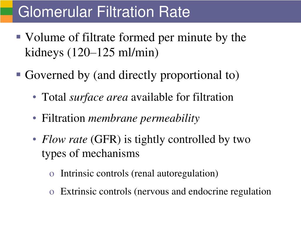 what happens to the glomerular filtration rate as the afferent radius is increased 09_117_128_phyex7_hp_ch09 glomerulus can affect the glomerular filtration rate 1 the afferent the afferent arteriole radius affect glomerular filtration. what happens to the glomerular filtration rate as the afferent radius is increased 09_117_128_phyex7_hp_ch09 glomerulus can affect the glomerular filtration rate 1 the afferent the afferent arteriole radius affect glomerular filtration.