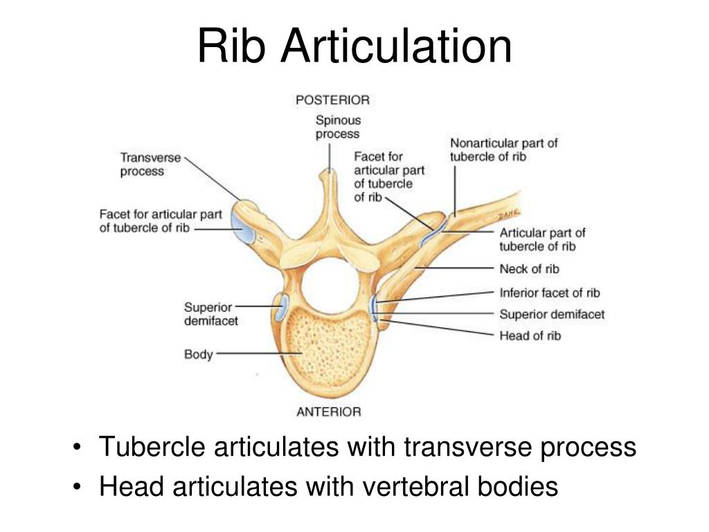 PPT - Lab05 Vertebrae Ribs and rib articulation Sternum Skull Review