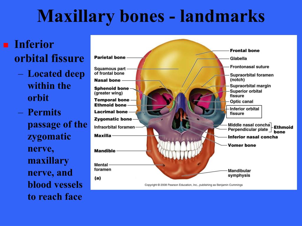 PPT - THE SKELETON PowerPoint Presentation - ID:176647