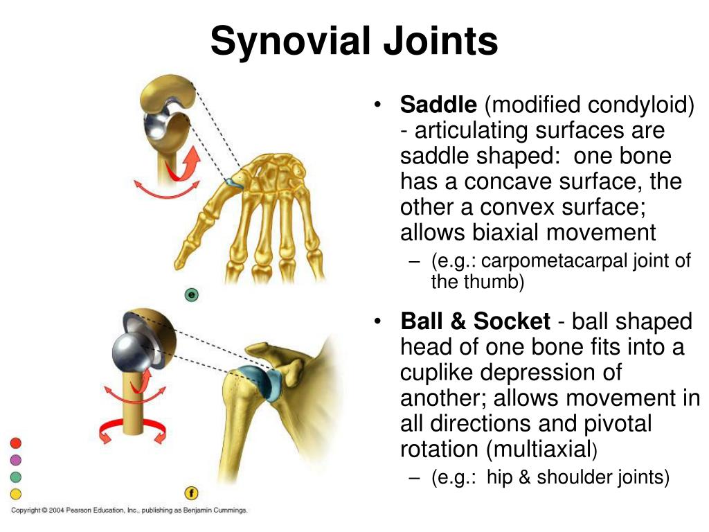 PPT - Joints Bone Connections PowerPoint Presentation - ID:176707