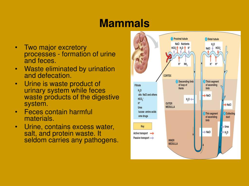 digestive system of mammals digestive system of mammals