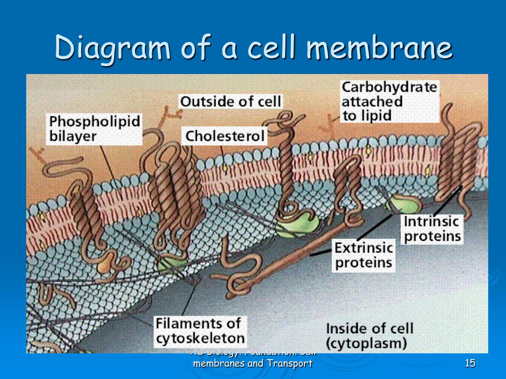 cell membrane structure download cell membrane structure download