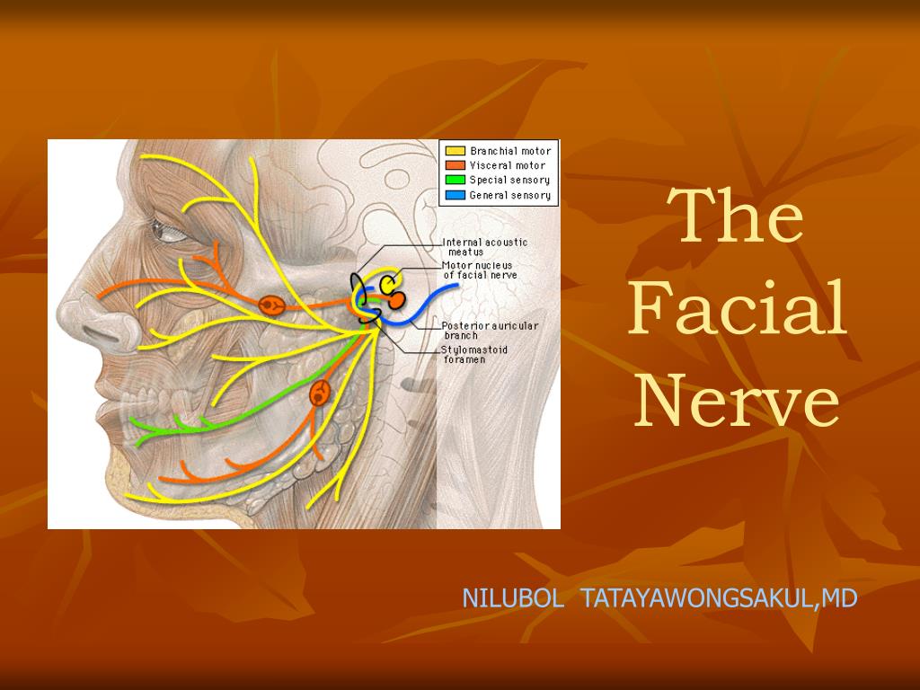 Nerve and facial nerve