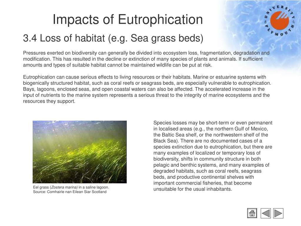 Impacts of Eutrophication PowerPoint Presentation Biology Diagrams