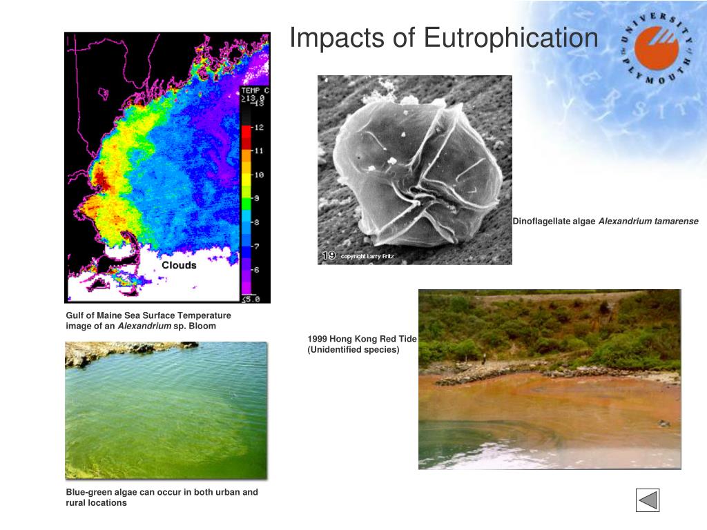 Impacts of Eutrophication PowerPoint Presentation Biology Diagrams