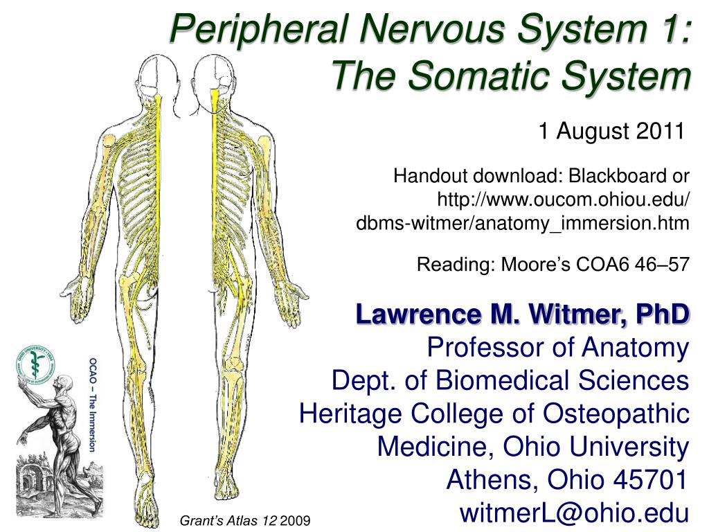 PPT Peripheral Nervous System 1 The Somatic System PowerPoint 