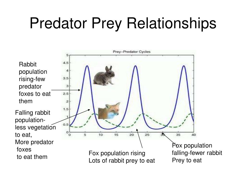 give examples of predator-prey relationships