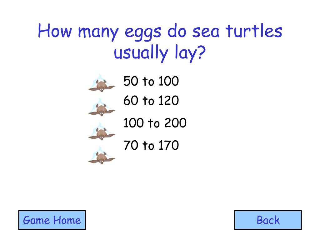 PPT - Journey of the Sea Turtle PowerPoint Presentation - ID:218250