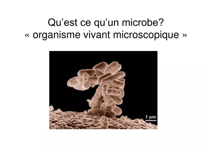 ppt - qu u2019est ce qu u2019un microbe   u00ab organisme vivant microscopique  u00bb powerpoint presentation