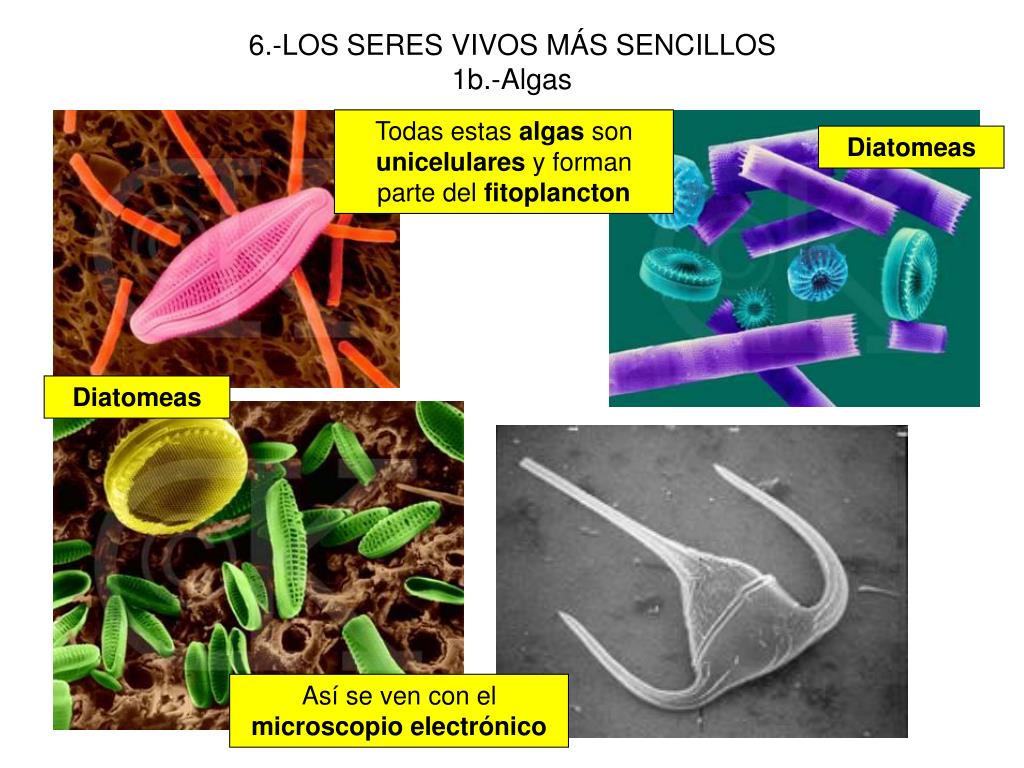 Los Sencillos - Seres Positivos Los Sencillos - Seres Positivos