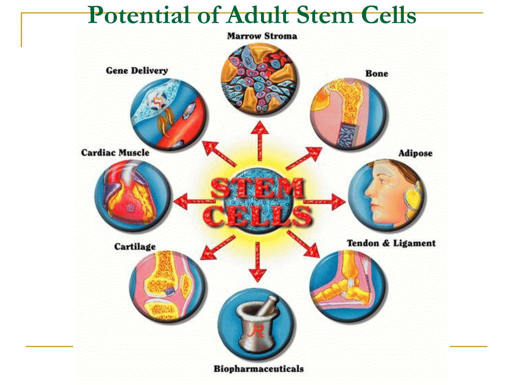 uses of adult stem cells uses of adult stem cells