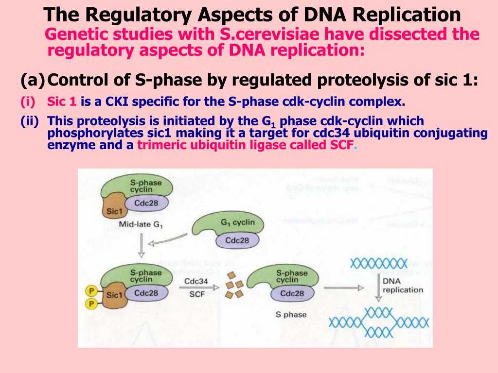 download fertilization in protozoa and metazoan animals cellular and molecular aspects