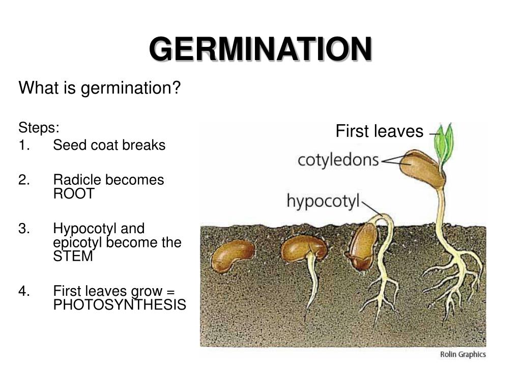 how-does-a-seed-grow-into-a-plant