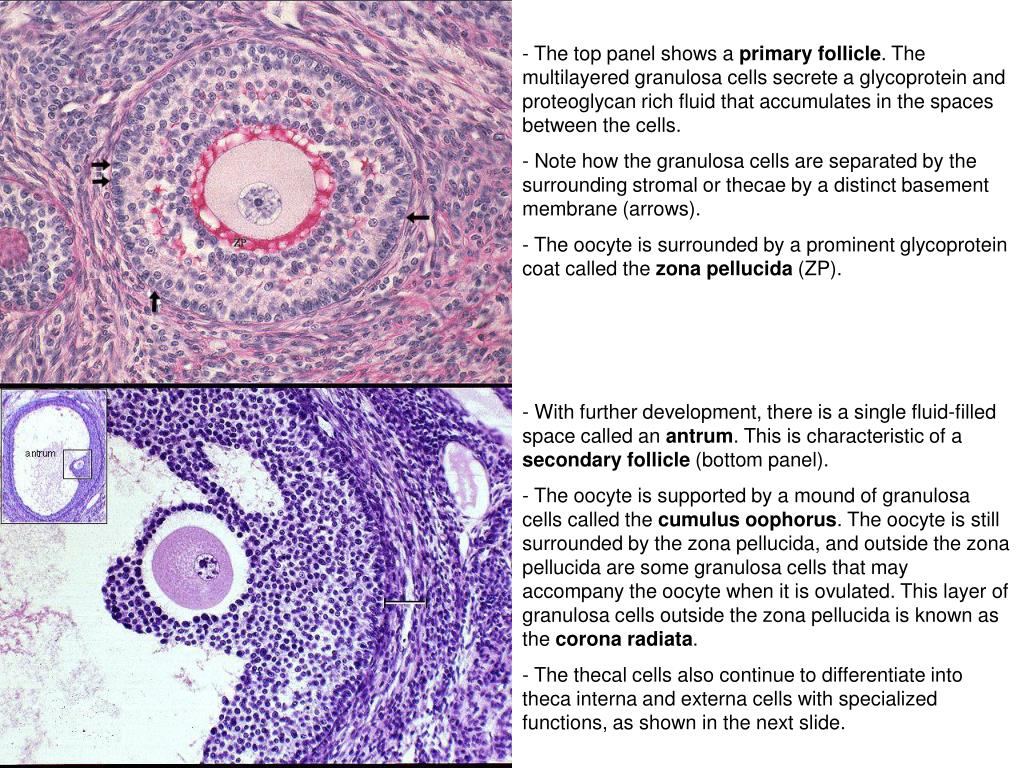 PPT - Female Reproductive System Anatomy-Histology ...