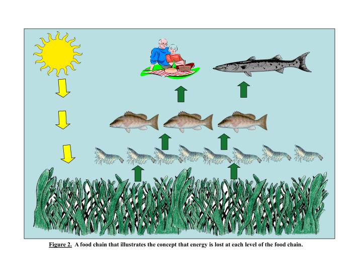 Build a Seagrass Community & Build a Seagrass Food Chain/Web ... Biology Diagrams
