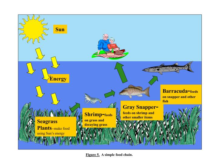 Build a Seagrass Community & Build a Seagrass Food Chain/Web ... Biology Diagrams
