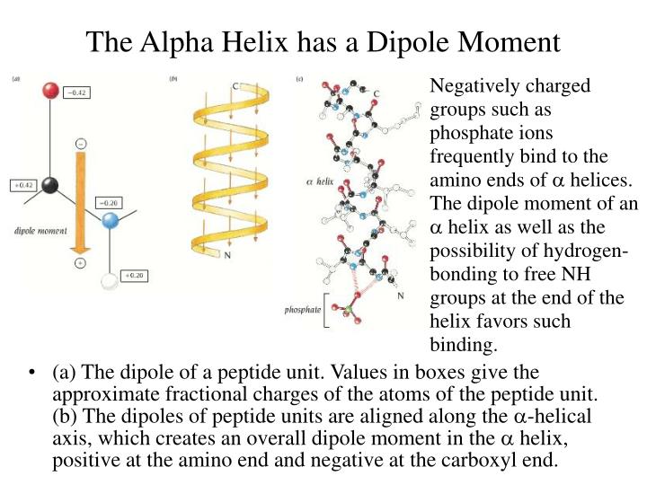 alpha helix