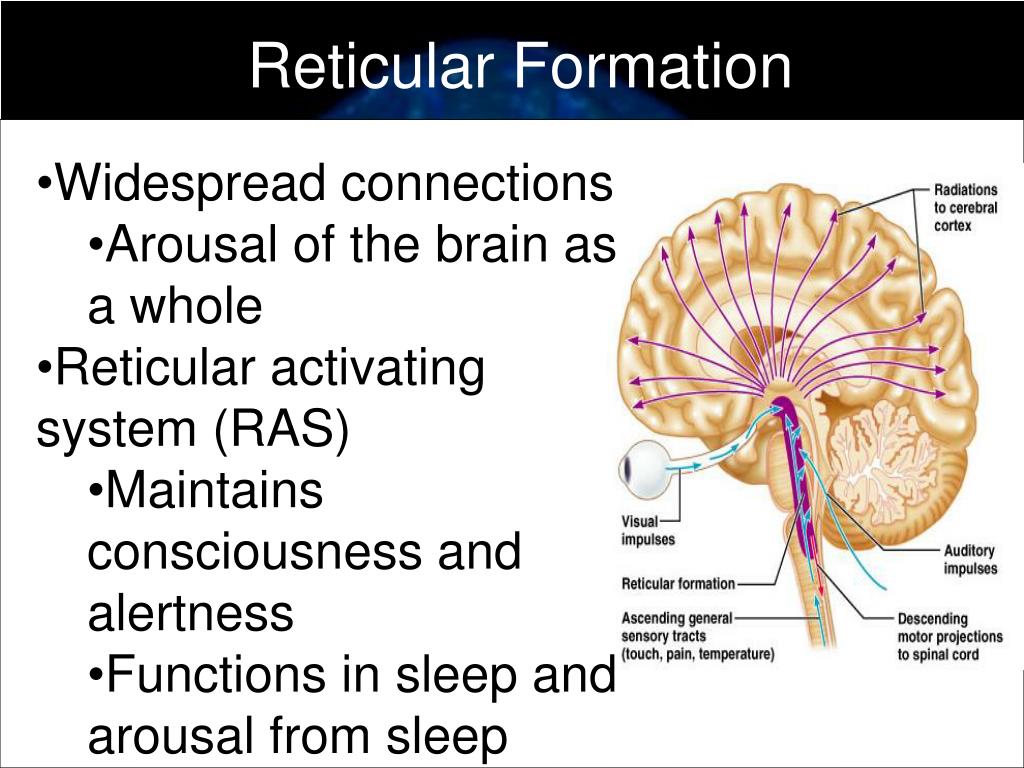 ppt-brain-structure-and-function-powerpoint-presentation-id-262127