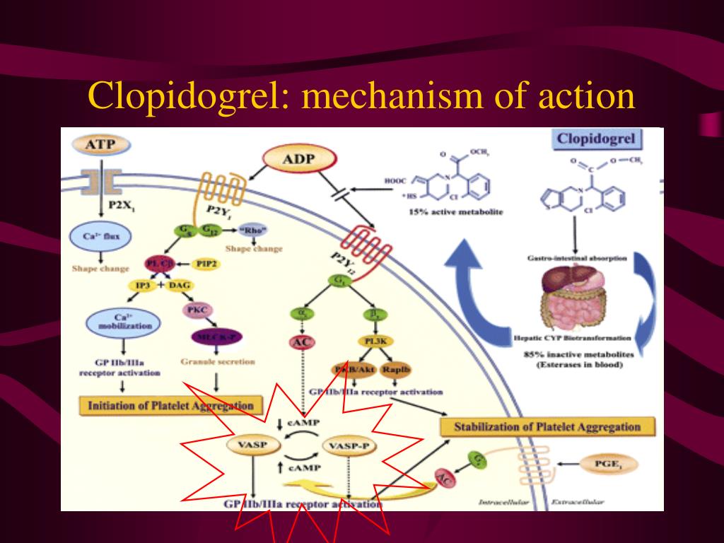 clopidogrel mechanism of action animation