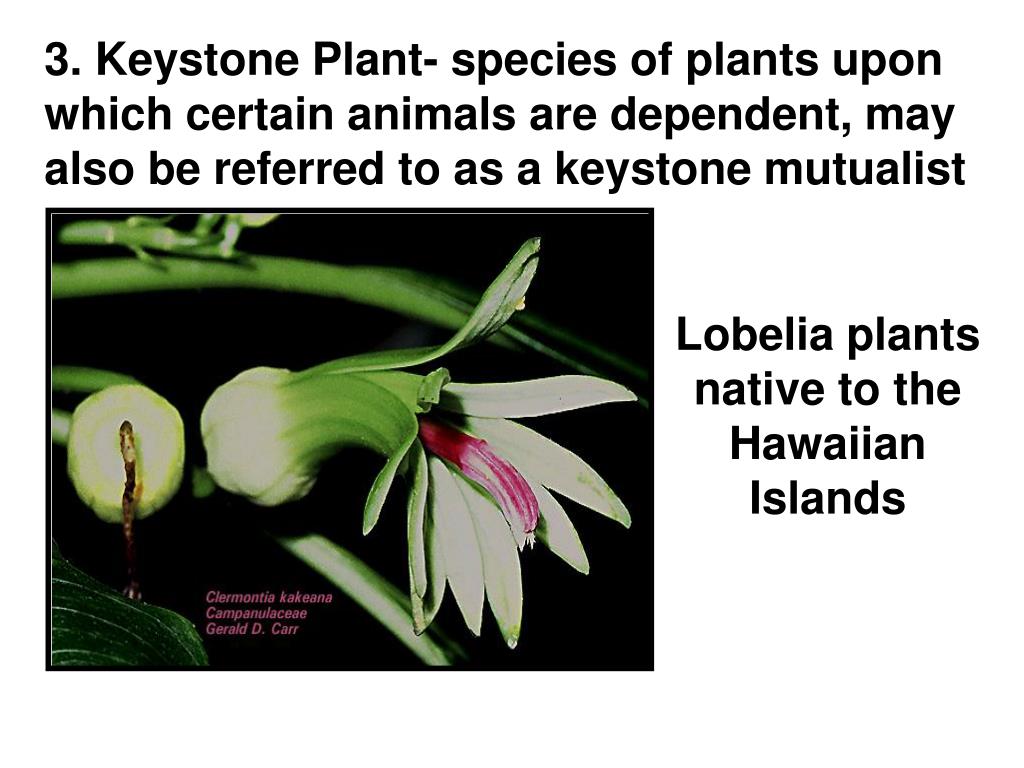 keystone species essay Free keystone species papers, essays, and research papers. keystone species essay Free keystone species papers, essays, and research papers.