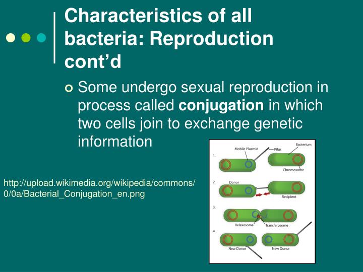 what are characteristics of bacteria what are characteristics of bacteria