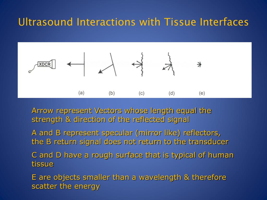 read neuroanatomical terminology