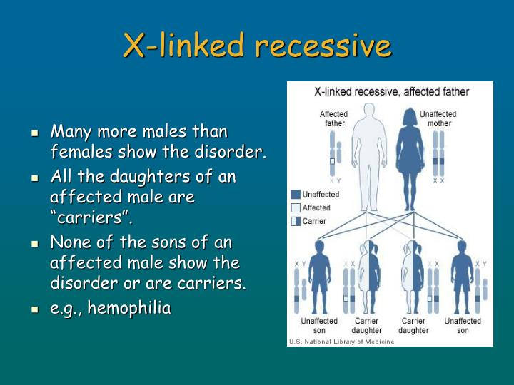 x linked recessive x linked recessive