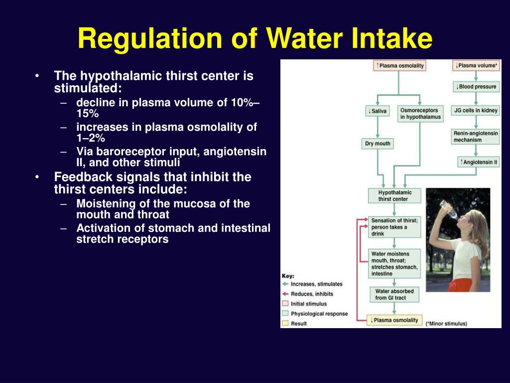 Regulation Of Water Intake 14