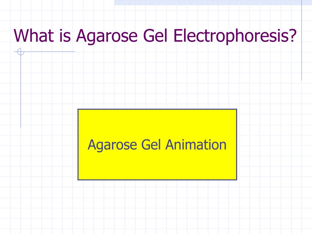 agarose gel electrophoresis Agarose gel is used in the process of electrophoresis, which separates fragments of dna according to their structure and dimensions dna molecules are generally. agarose gel electrophoresis Agarose gel is used in the process of electrophoresis, which separates fragments of dna according to their structure and dimensions dna molecules are generally.