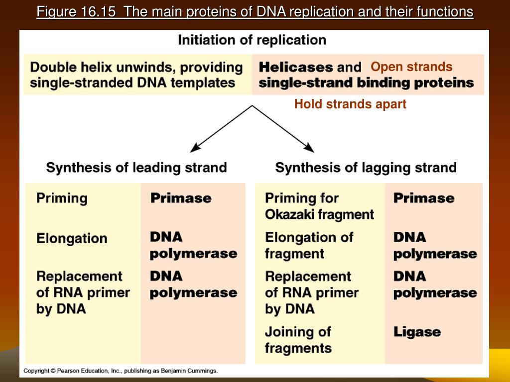 PPT DNA Replication and Repair PowerPoint Presentation ID29914