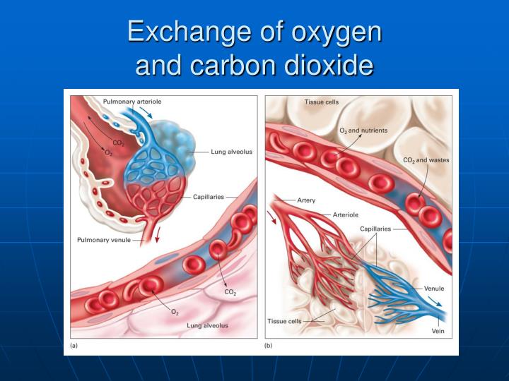 oxygen and carbon dioxide are exchanged oxygen and carbon dioxide are exchanged