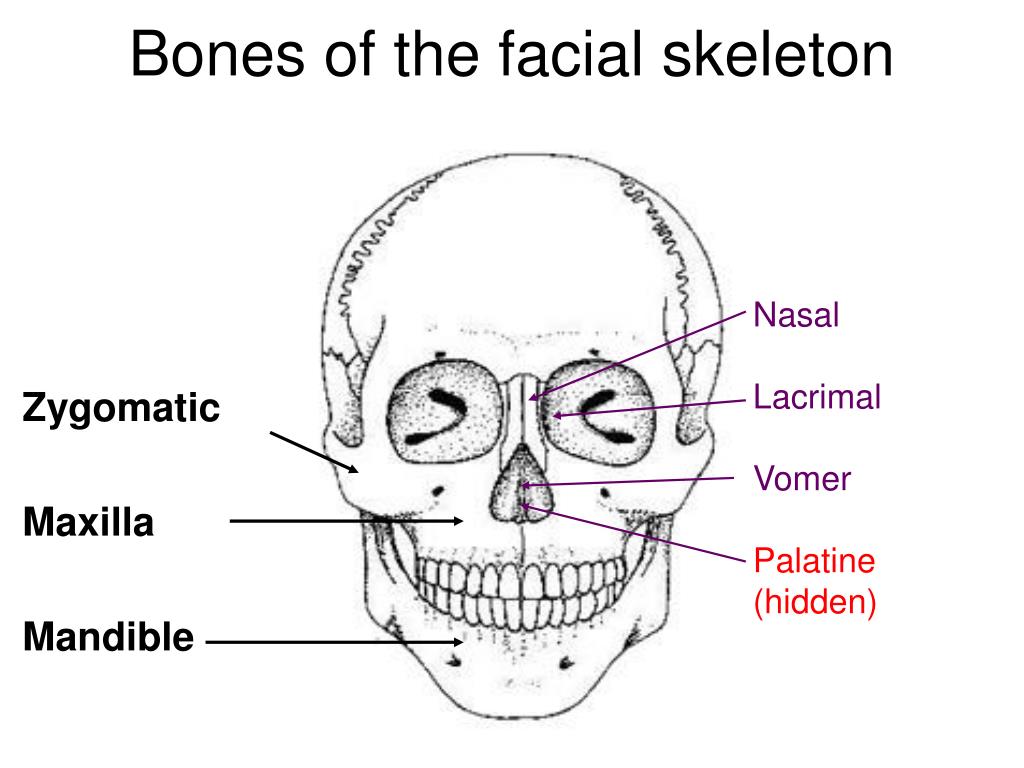 download facial bones for free download facial bones for free