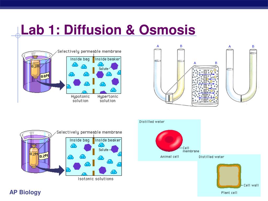 Diffusion And Osmosis Lab