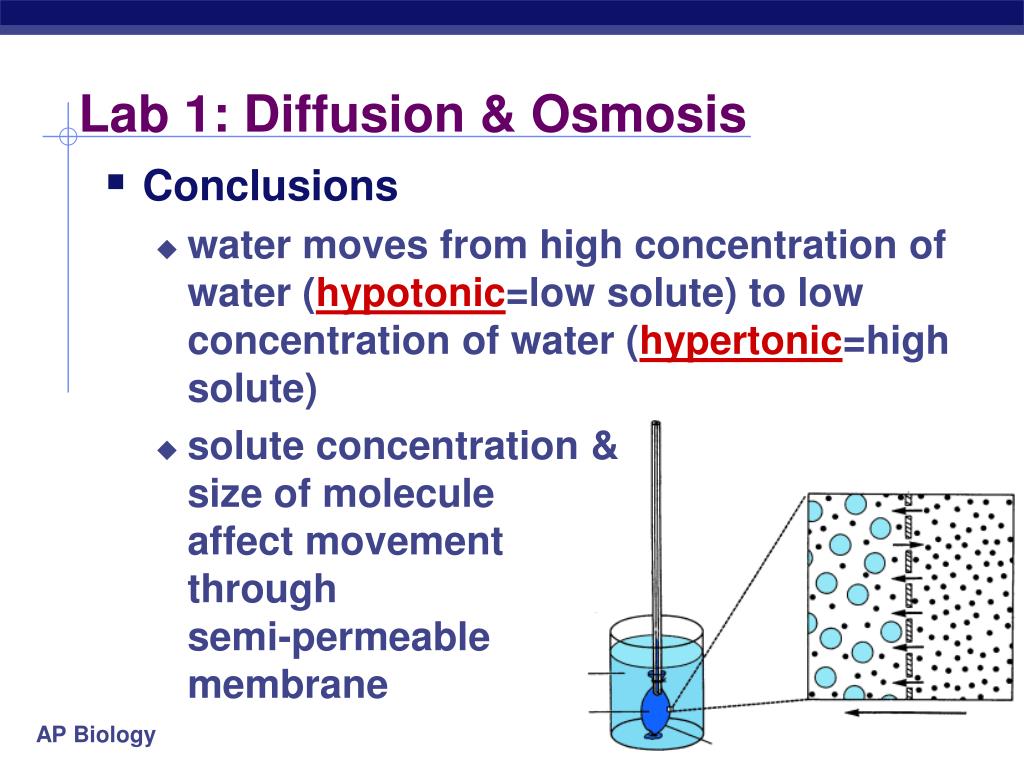 Osmosis potato experiment