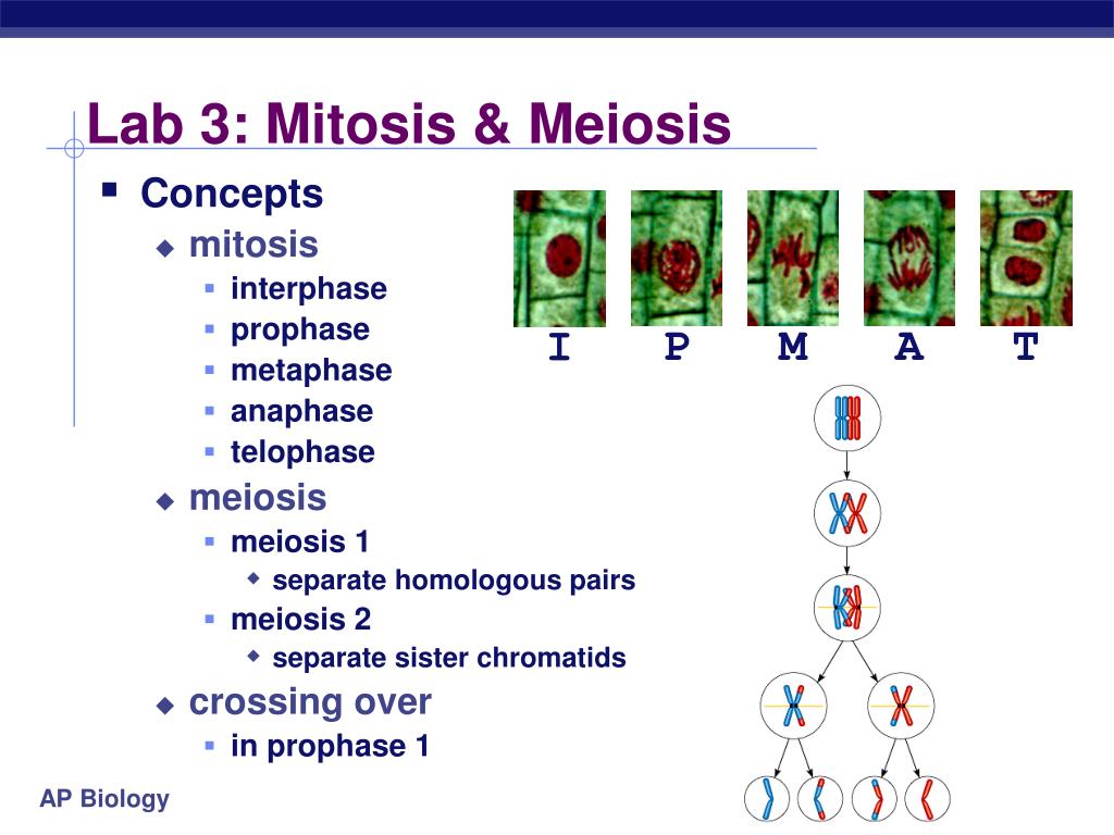 mitosis lab essay Question lab 11 mitosis lab report scroll to the bottom and click on procedure for experiment 1: observation of mitosis in a plant cell table 1: mitosis predictions. mitosis lab essay Question lab 11 mitosis lab report scroll to the bottom and click on procedure for experiment 1: observation of mitosis in a plant cell table 1: mitosis predictions.