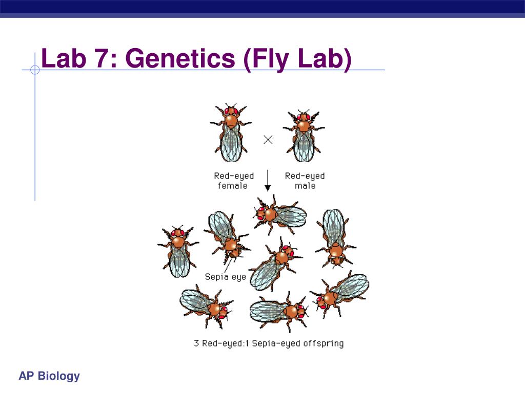 essay 2002 the human genome illustrates both continuity and change The human genome illustrates both continuity and change the human genome illustrates both continuity and changr describe theuse of bacterial plasmid to clone n sequen what evolutionary or scientific theories best explain missing genes in the human genome more questions. essay 2002 the human genome illustrates both continuity and change The human genome illustrates both continuity and change the human genome illustrates both continuity and changr describe theuse of bacterial plasmid to clone n sequen what evolutionary or scientific theories best explain missing genes in the human genome more questions.