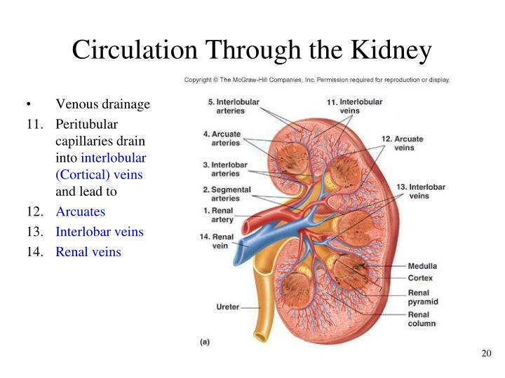 PPT - Chapter 28 The Urinary System PowerPoint Presentation - ID:304080